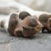 brown and white dog paw on gray concrete floor